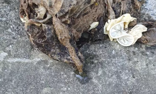 Lingettes et préservatifs dans canalisation wc à Pointis-Inard