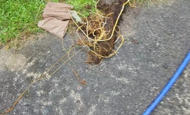 Canalisation bouchée par des racines à Montréjeau